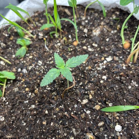 Genética desconhecida growlog photo: Está com um bom desenvolvimento depois da aplicação do fertilizante sem respostas visíveis. 1 das plantas aparentemente mutante.