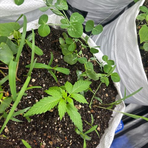 Genética desconhecida growlog timeline photo