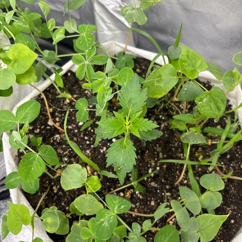 Genética desconhecida growlog timeline photo