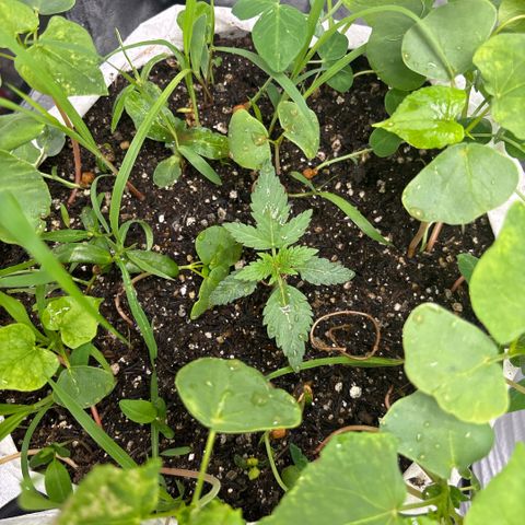 Genética desconhecida growlog timeline photo