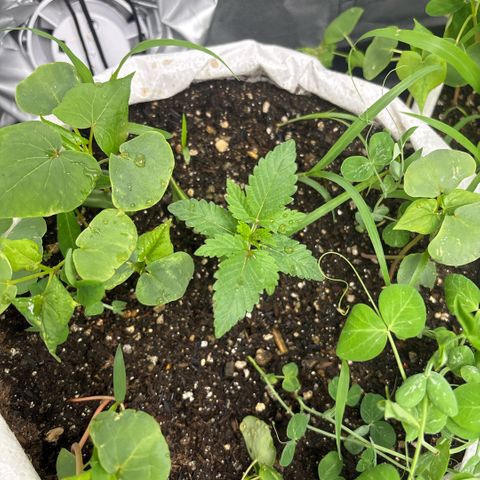 Genética desconhecida growlog timeline photo