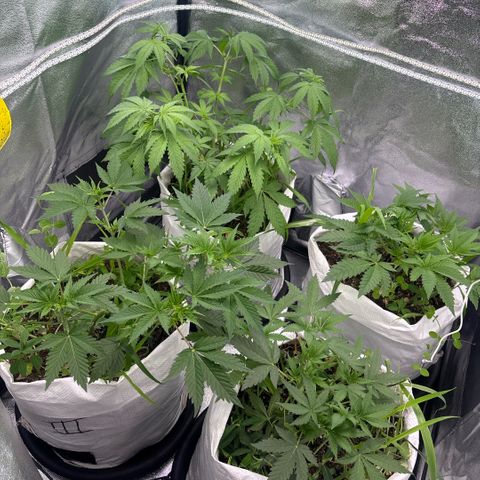 Genética desconhecida growlog timeline photo
