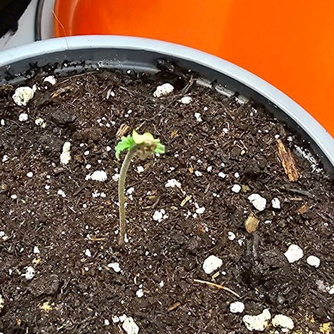 Banana Blaze #1 growlog timeline photo