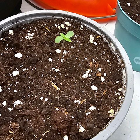 Banana Blaze #1 growlog timeline photo
