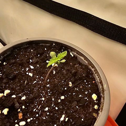 Banana Blaze #1 growlog timeline photo