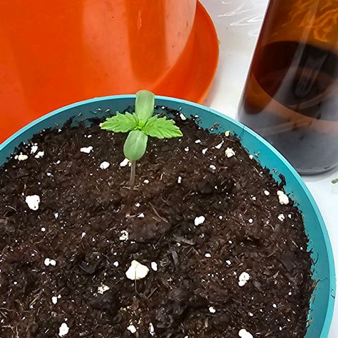 Banana Blaze #1 growlog timeline photo