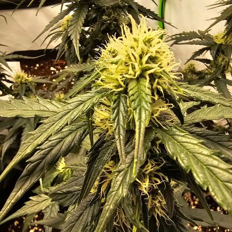 BAM growlog timeline photo