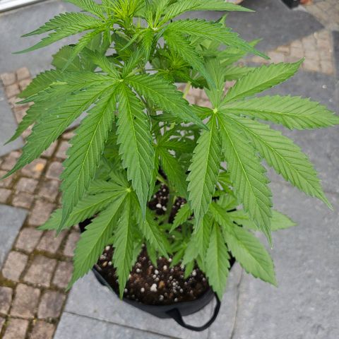 Blacky growlog photo