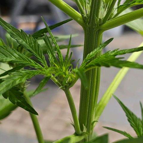 Blacky growlog photo