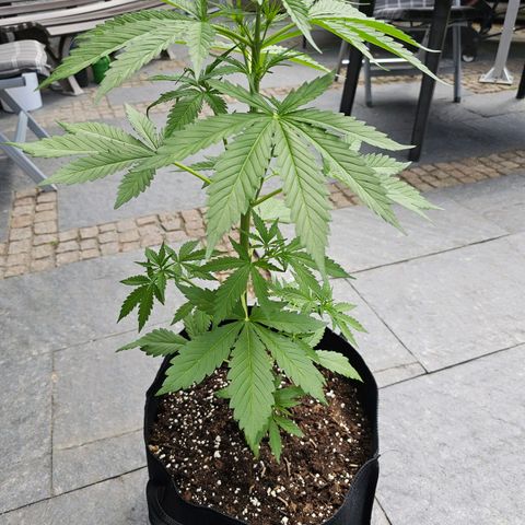 Blacky growlog timeline photo