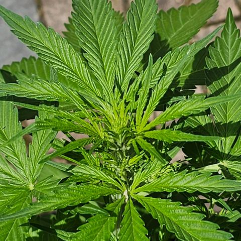 Blacky growlog photo