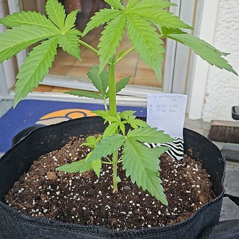 Blacky growlog photo