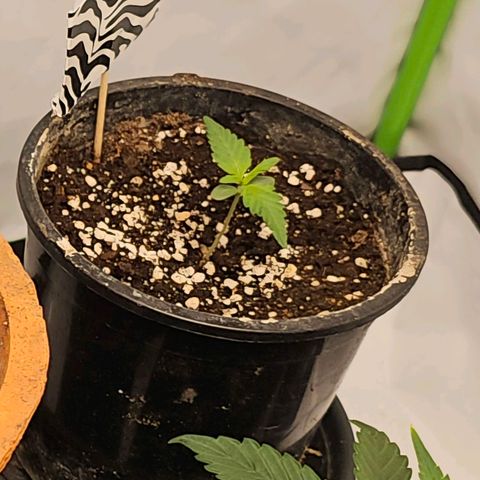 Blacky growlog photo