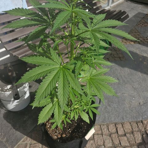 Blacky growlog photo: Die Buds werden immer sichtbarer. 