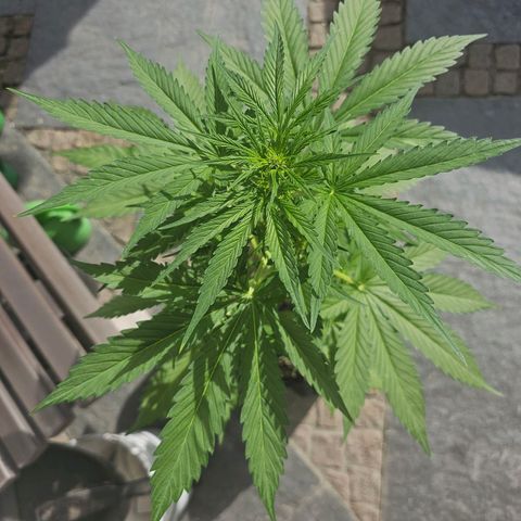 Blacky growlog photo: Die Buds werden immer sichtbarer. 
