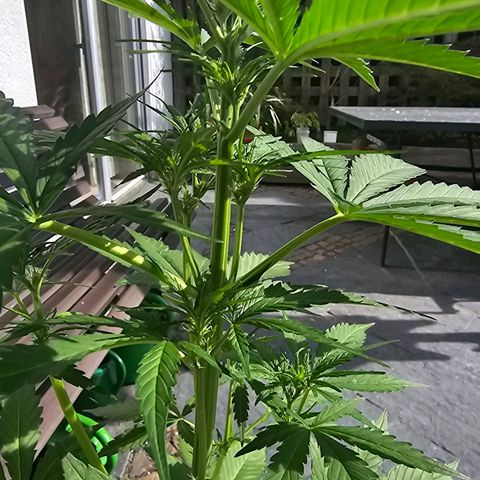 Blacky growlog photo: Die Buds werden immer sichtbarer. 