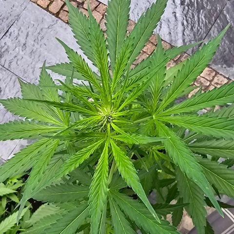 Blacky growlog timeline photo