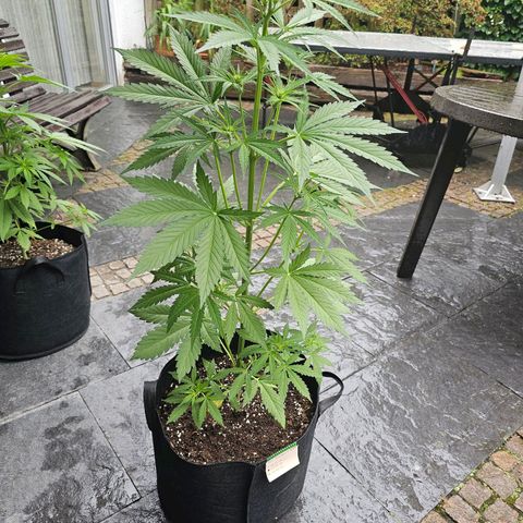 Blacky growlog timeline photo