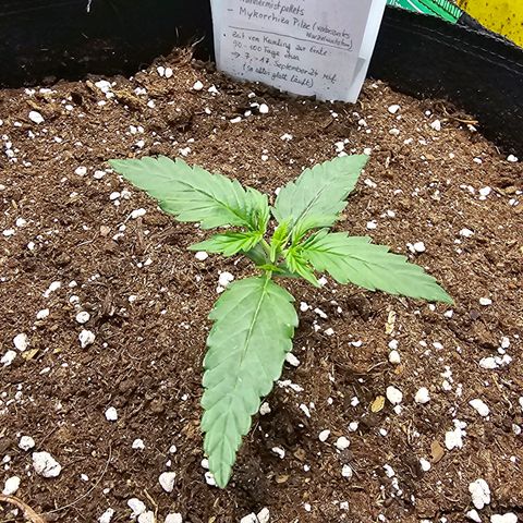 BAM growlog timeline photo