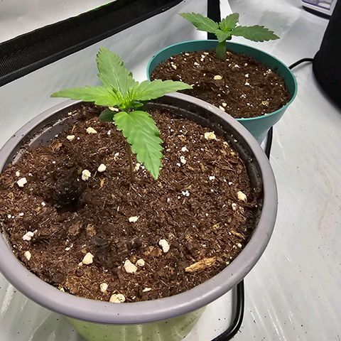 Banana Blaze #1 growlog timeline photo