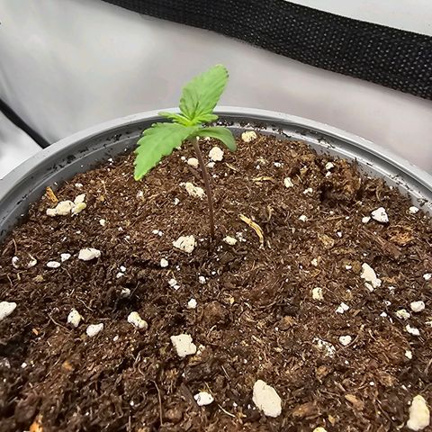 Banana Blaze #1 growlog timeline photo