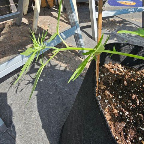 Blacky growlog photo: etwas LST... mal sehen, ob es etwas bringt und wie lange es dauert, bis die Blätter wieder nach oben zeigen. Alles Experimente. Bin ein Nooby