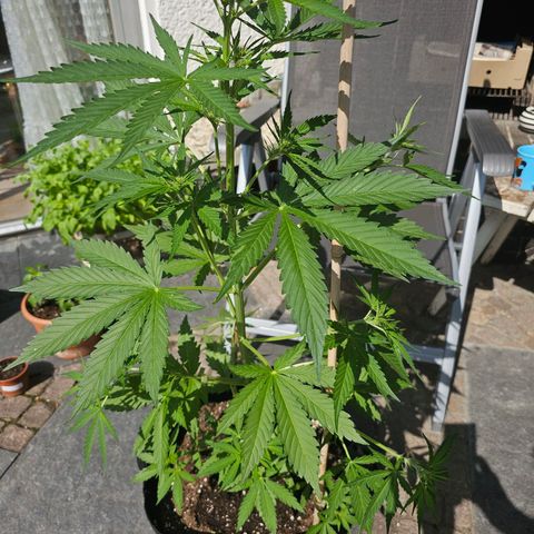 Blacky growlog photo: etwas LST... mal sehen, ob es etwas bringt und wie lange es dauert, bis die Blätter wieder nach oben zeigen. Alles Experimente. Bin ein Nooby