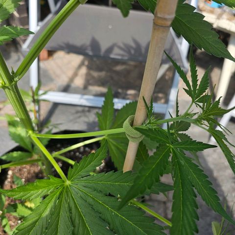 Blacky growlog photo: etwas LST... mal sehen, ob es etwas bringt und wie lange es dauert, bis die Blätter wieder nach oben zeigen. Alles Experimente. Bin ein Nooby