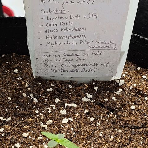 BAM growlog timeline photo