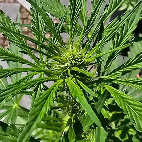 Blacky growlog timeline photo