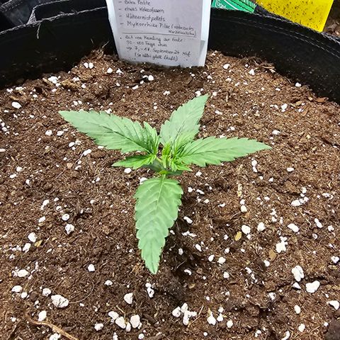 BAM growlog timeline photo