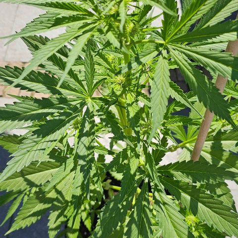 Blacky growlog timeline photo