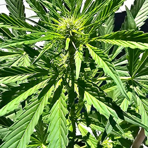 Blacky growlog timeline photo