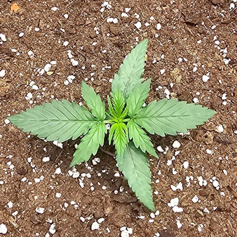 BAM growlog timeline photo
