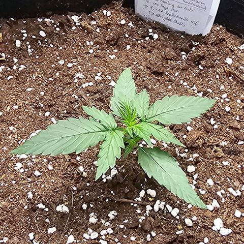 BAM growlog timeline photo