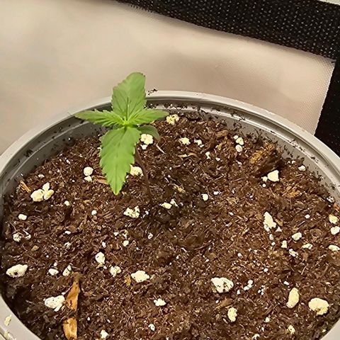 Banana Blaze #1 growlog timeline photo