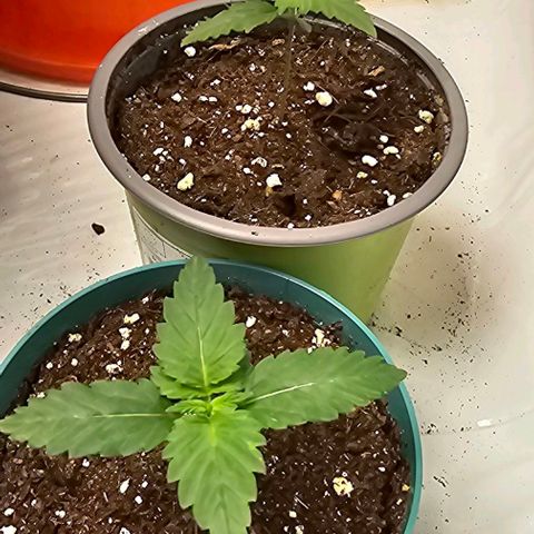 Banana Blaze #1 growlog timeline photo