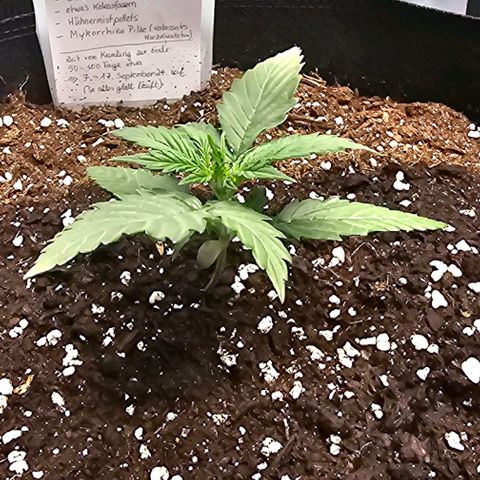 BAM growlog timeline photo