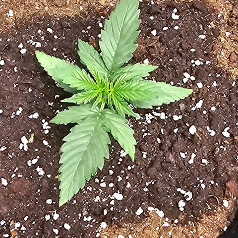 BAM growlog timeline photo