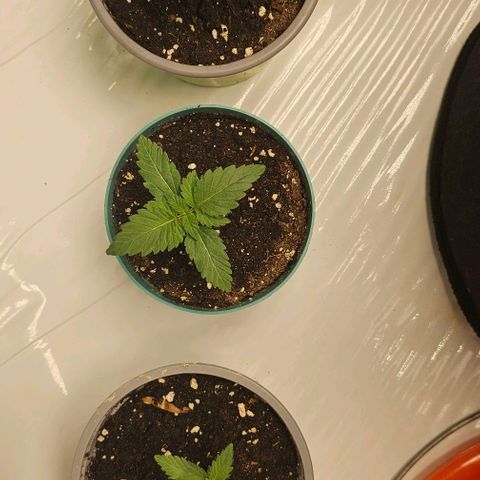 Banana Blaze #1 growlog timeline photo