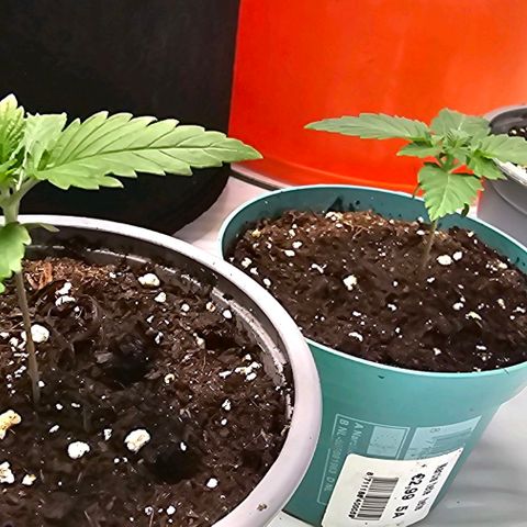 Banana Blaze #1 growlog timeline photo