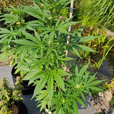 Blacky growlog timeline photo