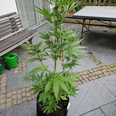 Blacky growlog timeline photo