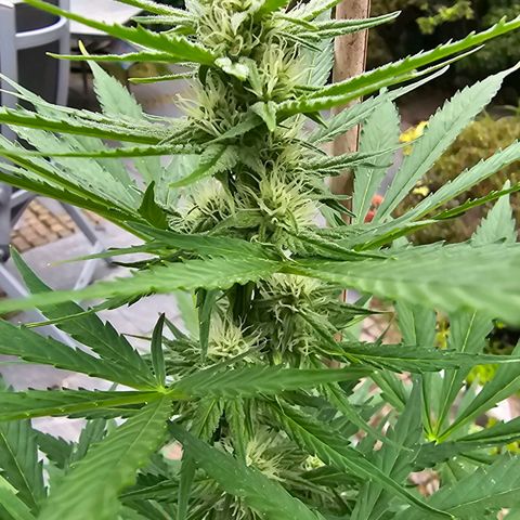 Blacky growlog timeline photo