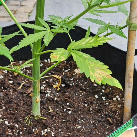 Blacky growlog timeline photo