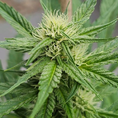 Blacky growlog timeline photo