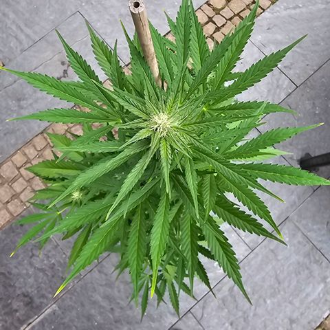 Blacky growlog timeline photo