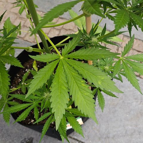 Blacky growlog timeline photo
