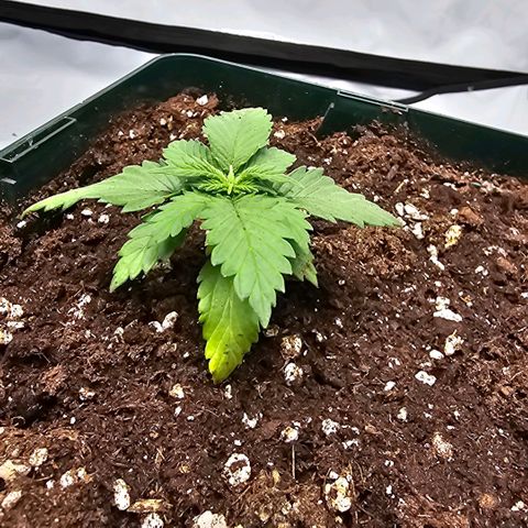 Banana Blaze #1 growlog photo: I put them in bigger pots with soil, perlite and some chickpoo pellets. Tvats probably the reason it smells funny when I ooen the tent. Wonder if and when that odour disappears.