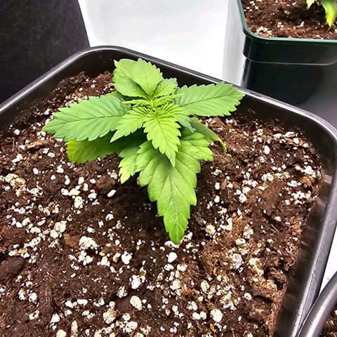Banana Blaze #1 growlog photo: I put them in bigger pots with soil, perlite and some chickpoo pellets. Tvats probably the reason it smells funny when I ooen the tent. Wonder if and when that odour disappears.